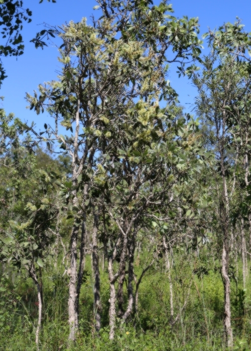 North Queensland Plants Myrtaceae